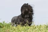 PETIT CHIEN LION 087